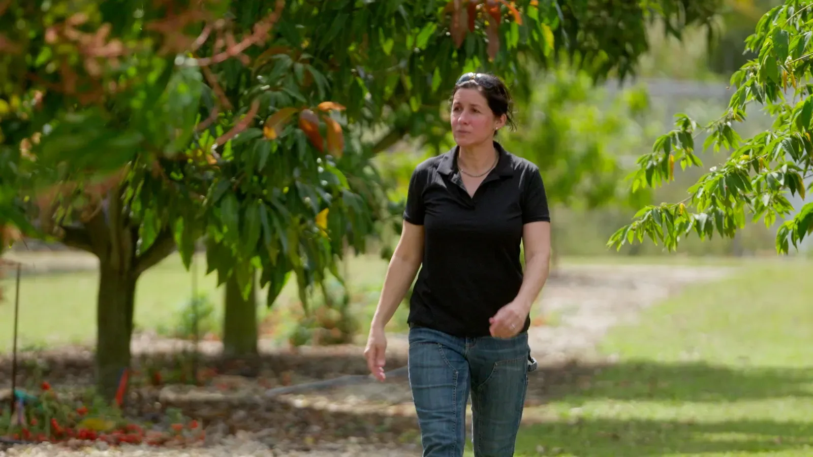 Ask This Old House Season 23 Episode 3: Fruit Trees, Roof Tools, and Smart Lighting